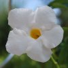 Mandevilla Sanderi